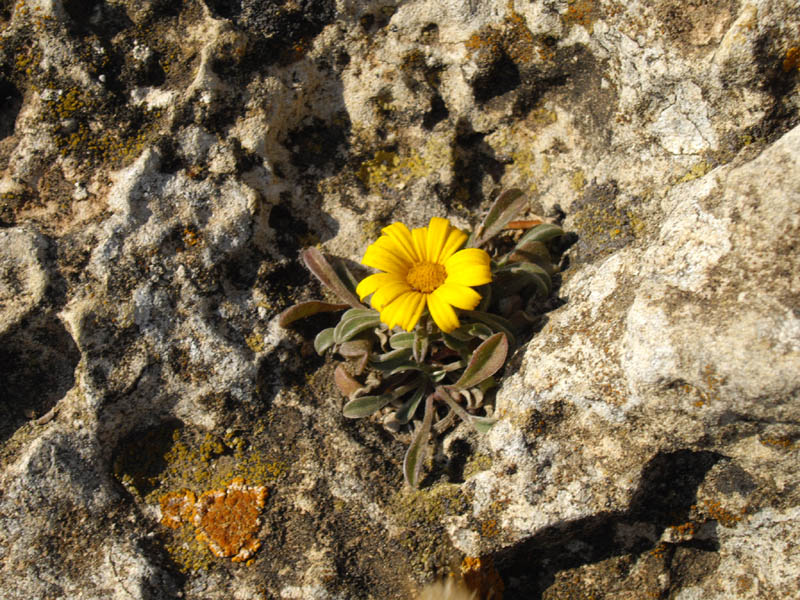 Pallenis maritima photo